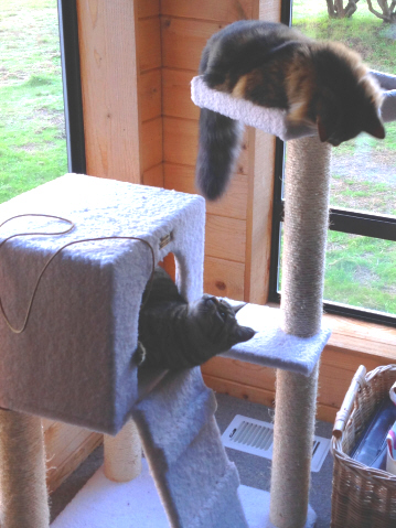 Atticus & Hunter playing